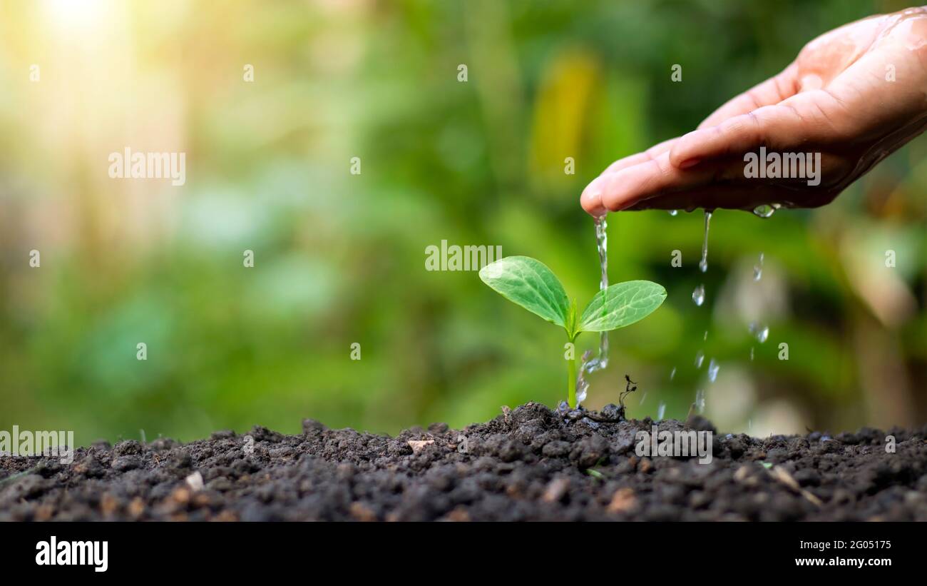 Innaffiatura a mano piante che crescono su terreno di buona qualità in natura, cura di piante e idee di crescita di alberi. Foto Stock