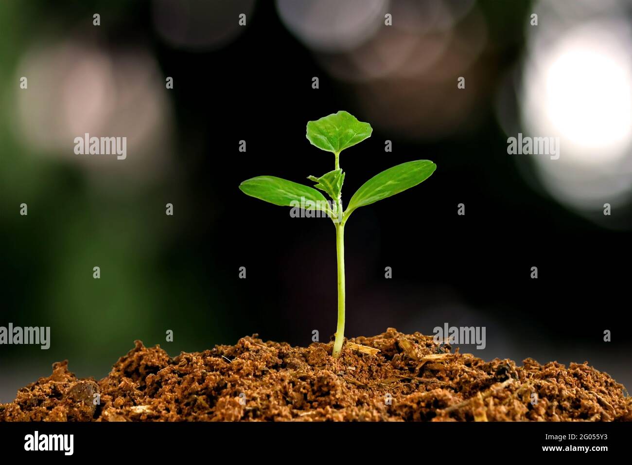Piccoli alberi con foglie verdi, crescita naturale e luce solare, il concetto di agricoltura e crescita sostenibile delle piante. Foto Stock