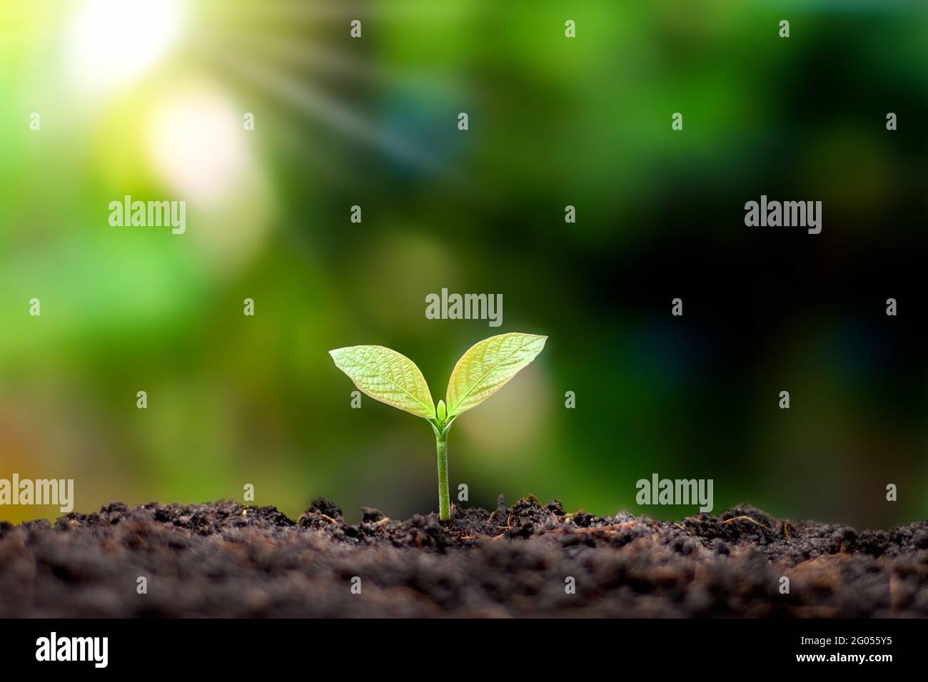 Piante o alberi con foglie verdi che crescono sul terreno e sfondo verde della natura offuscato con il concetto di rimboschimento e il restauro della foresta wit Foto Stock