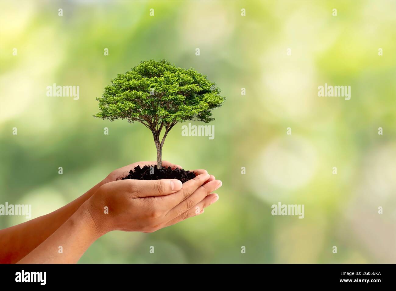 Gli alberi sono piantati a terra in mani umane con sfondi verdi naturali, il concetto di crescita delle piante e la protezione ambientale. Foto Stock