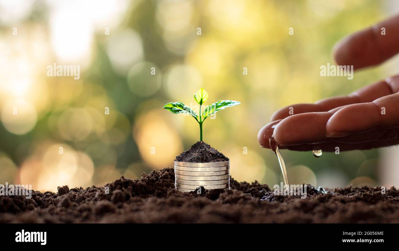 Albero con foglie verdi che crescono da moneta e sfondo verde naturale offuscato concetto di finanza e gestione del denaro per le PMI. Foto Stock