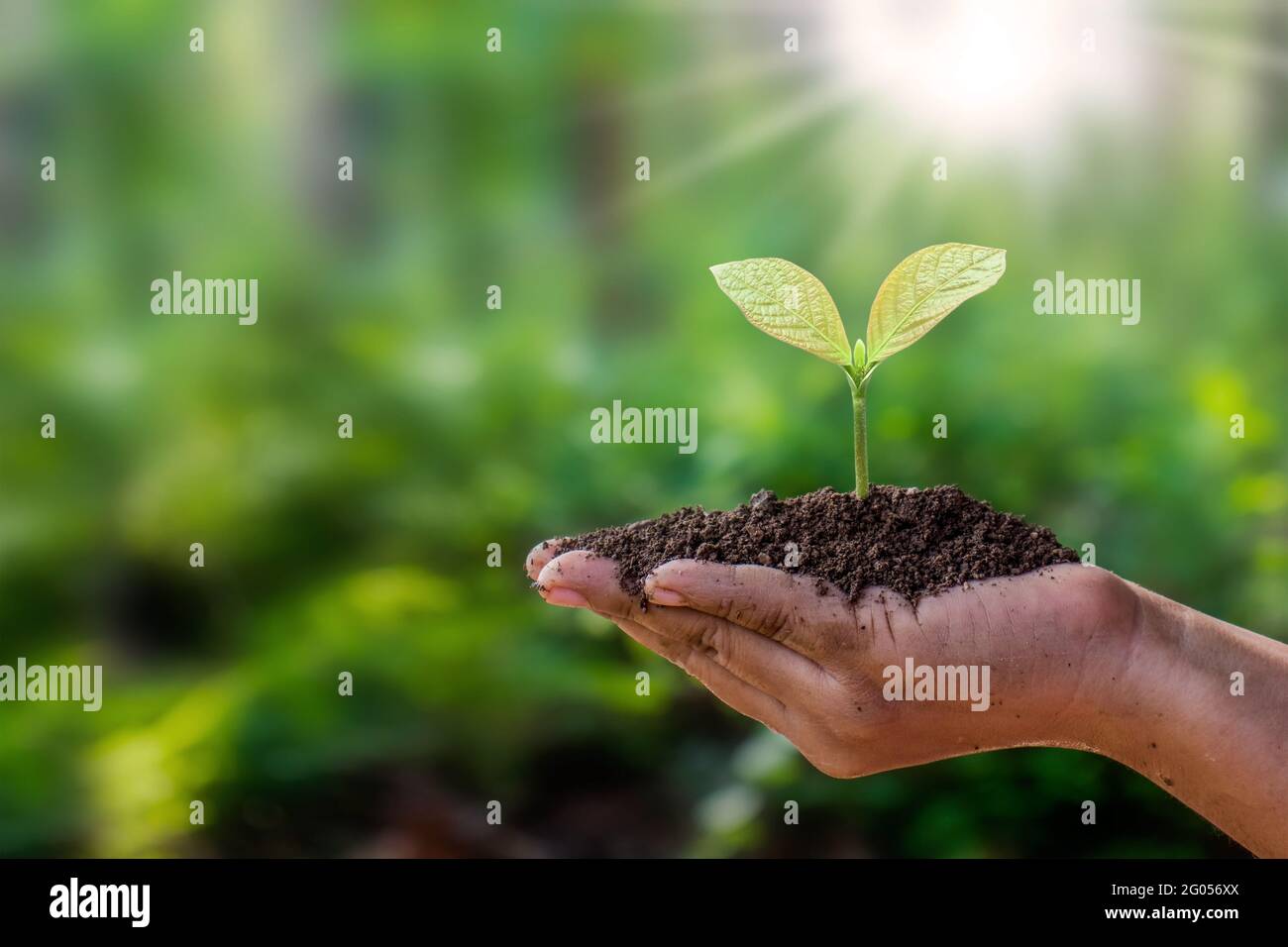 Gli alberi sono piantati a terra in mani umane con sfondi verdi naturali, il concetto di crescita delle piante e la protezione ambientale. Foto Stock