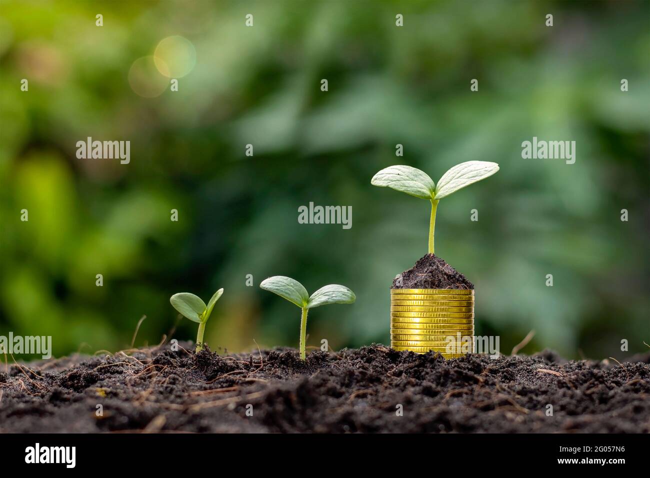 Alberi e piante piantate su un mucchio di monete, idee per risparmiare denaro e banche. Foto Stock