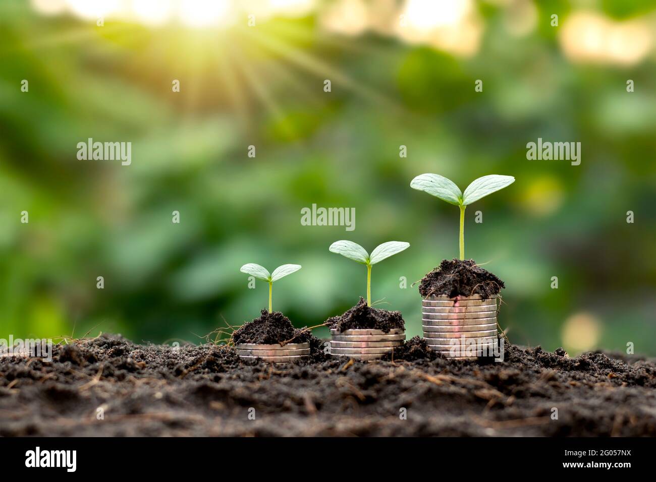 Albero con foglie verdi che crescono da moneta e sfondo verde naturale offuscato concetto di finanza e gestione del denaro per le PMI. Foto Stock