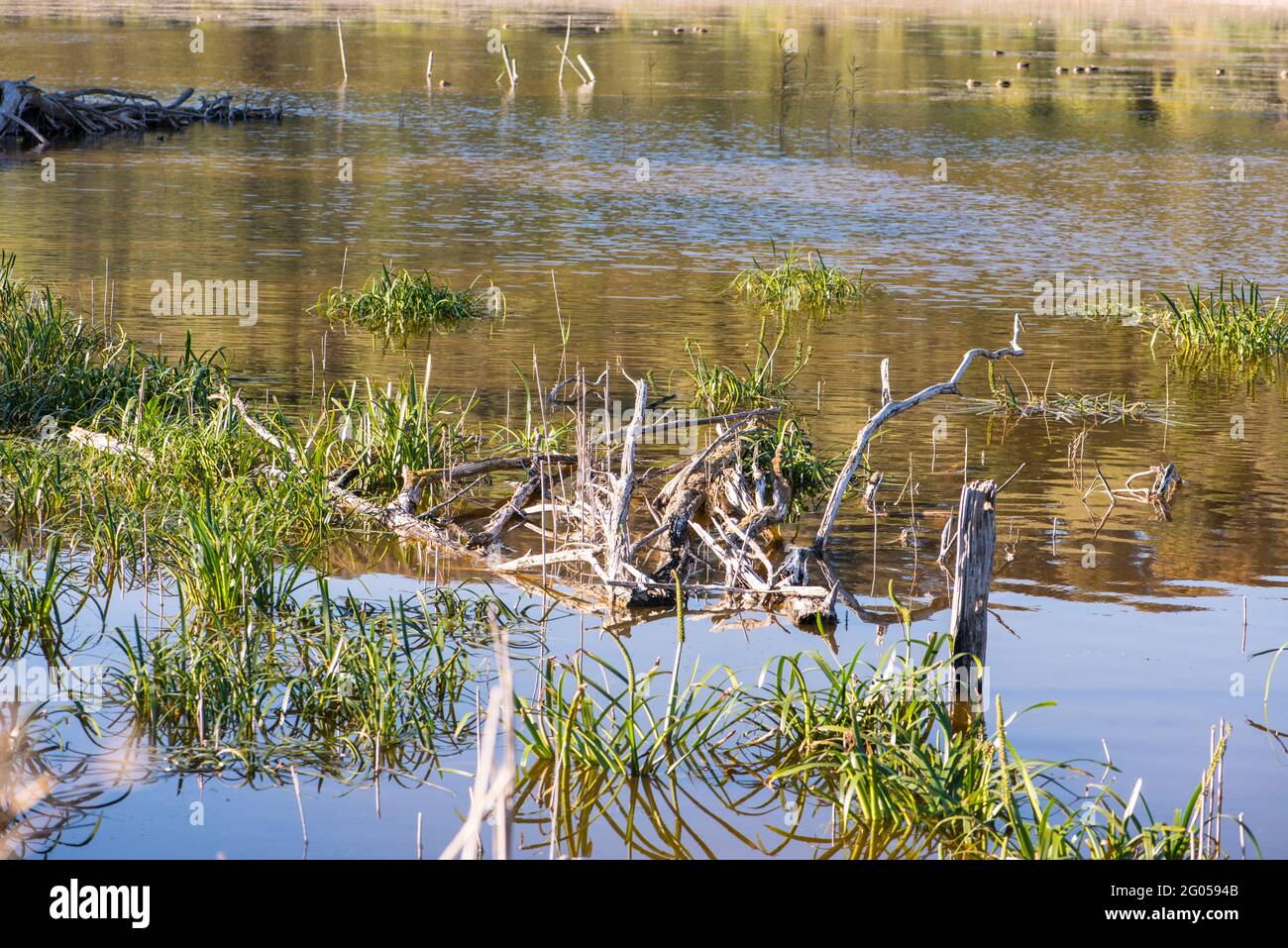 Zone umide del lago occidentale, Tower Hill Reserve, Victoria Foto Stock