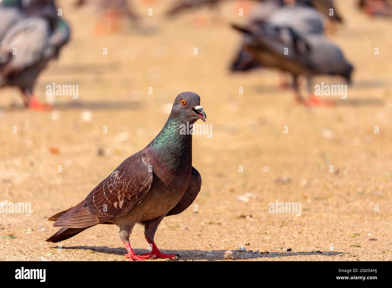 Pigeon sull'erba Foto Stock