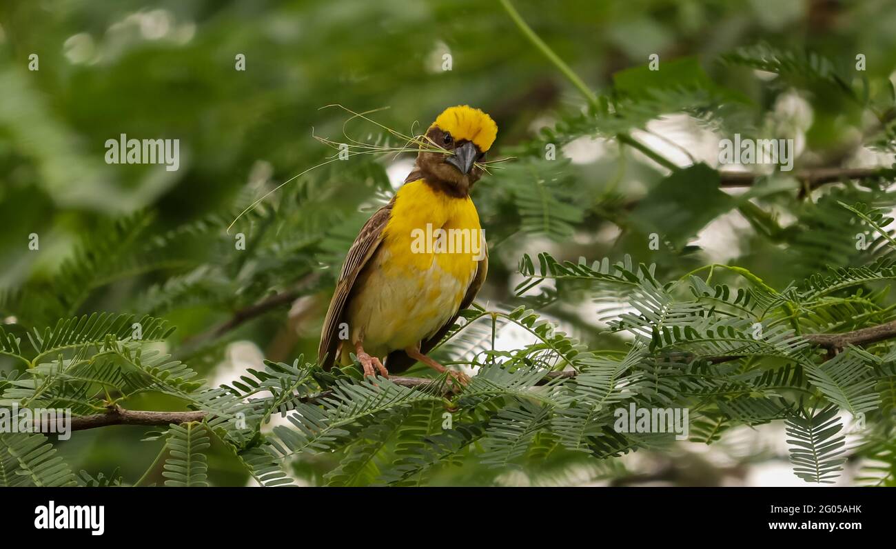 Uccello seduto sull'albero Foto Stock