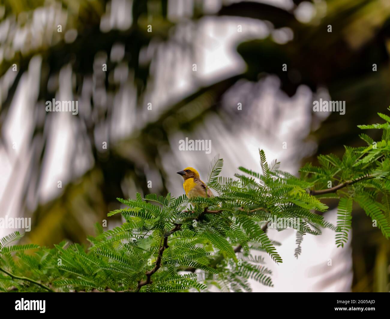 Uccello seduto sull'albero Foto Stock