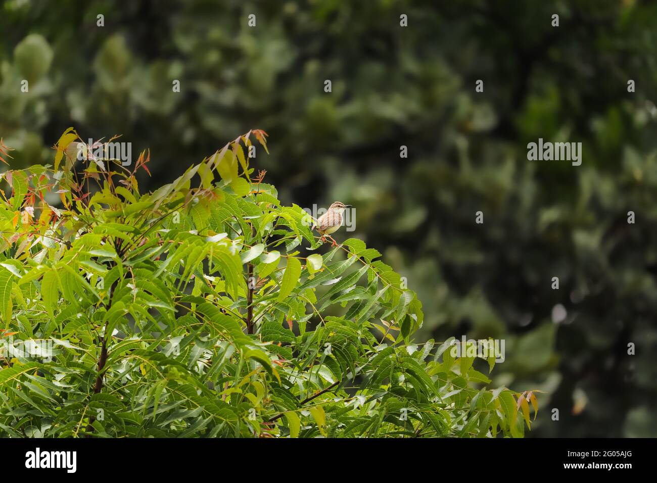 Uccello seduto sull'albero Foto Stock