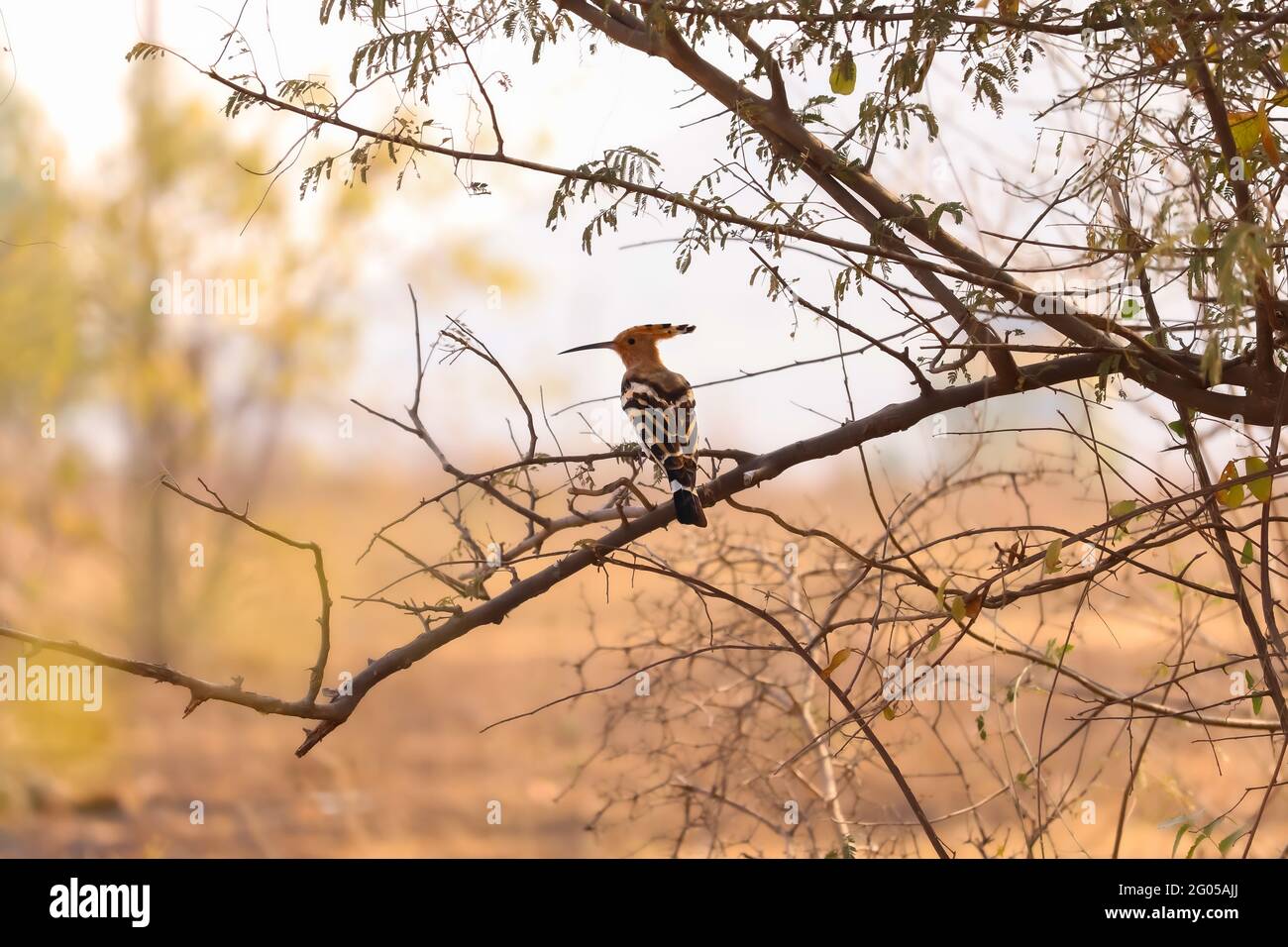 Uccello seduto sull'albero Foto Stock
