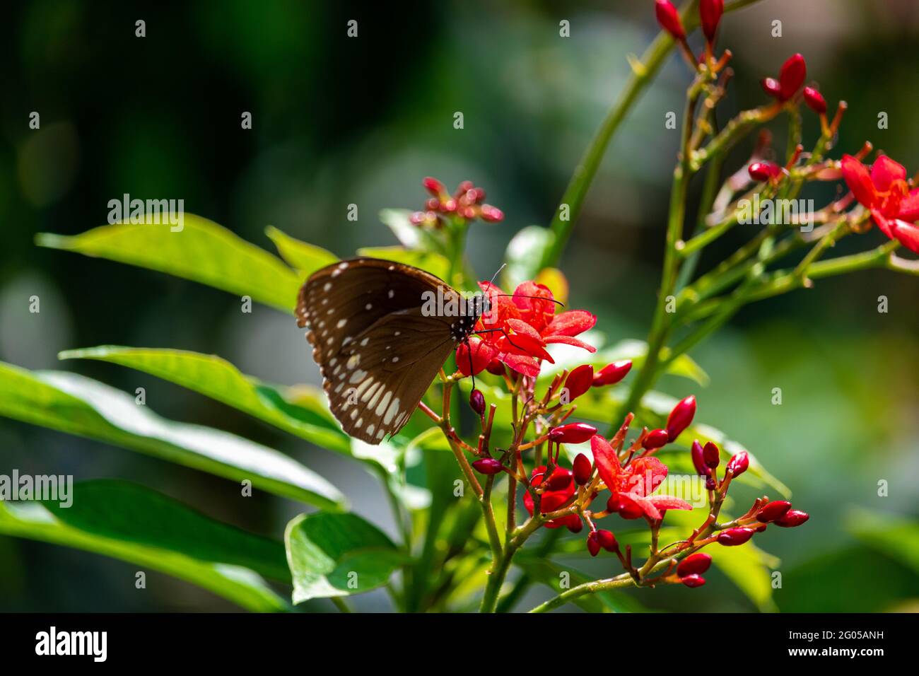 Bella farfalla sul fiore Foto Stock