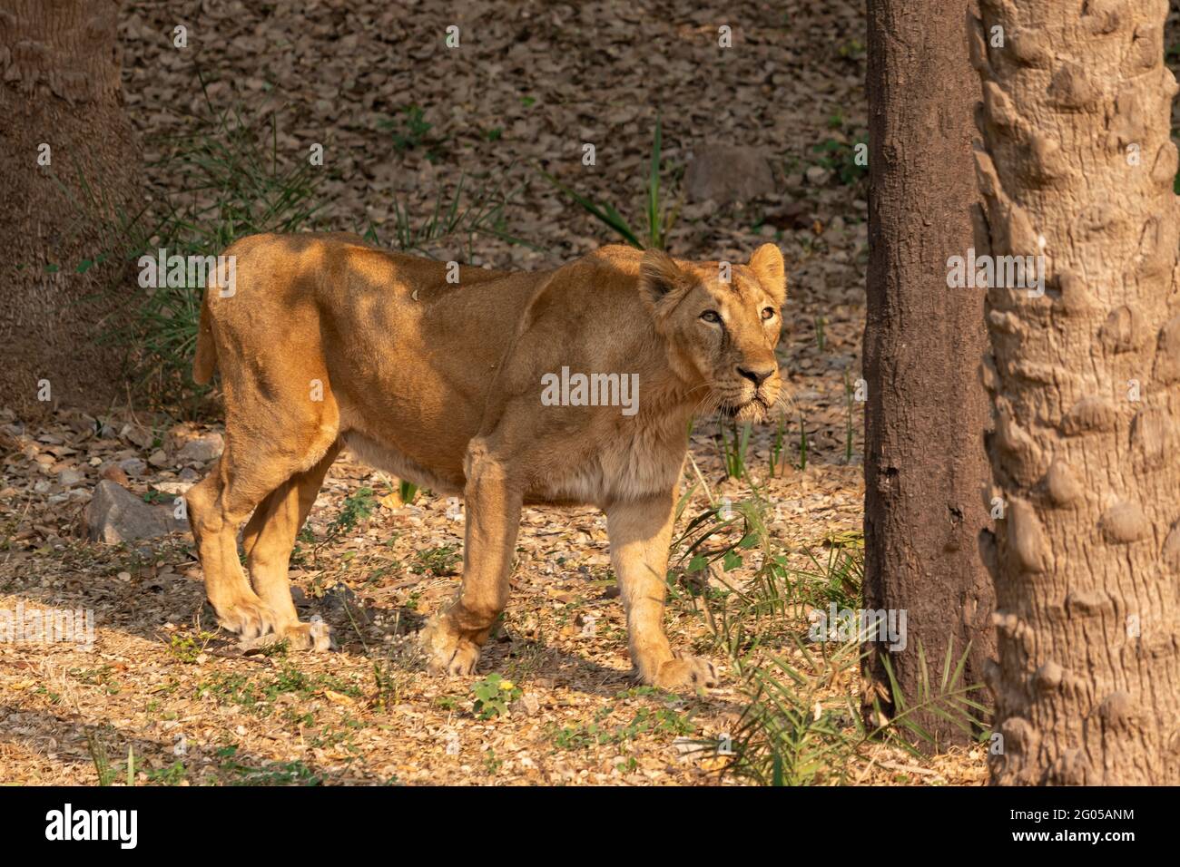 Lion allo Zoo Foto Stock