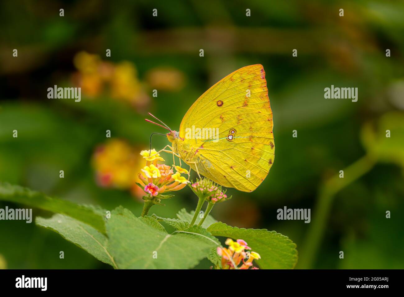 Giallo farfalla sul fiore Foto Stock