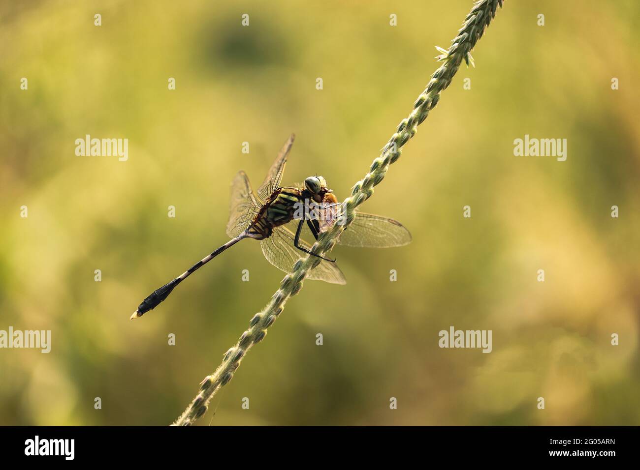 Dragonfly sul lasciare Foto Stock