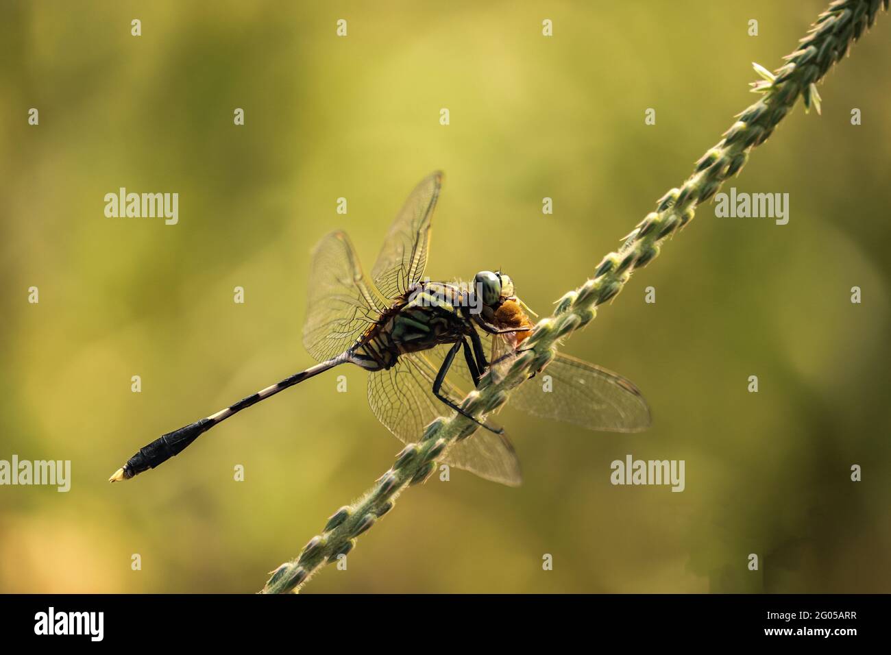 Dragonfly sul lasciare Foto Stock