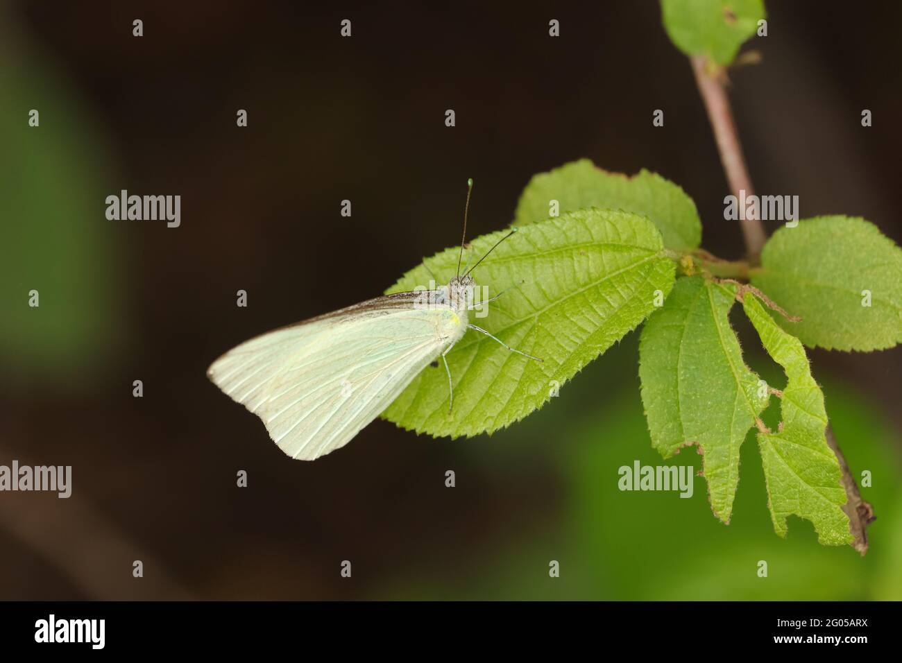 Farfalla bianca seduta all'uscita Foto Stock