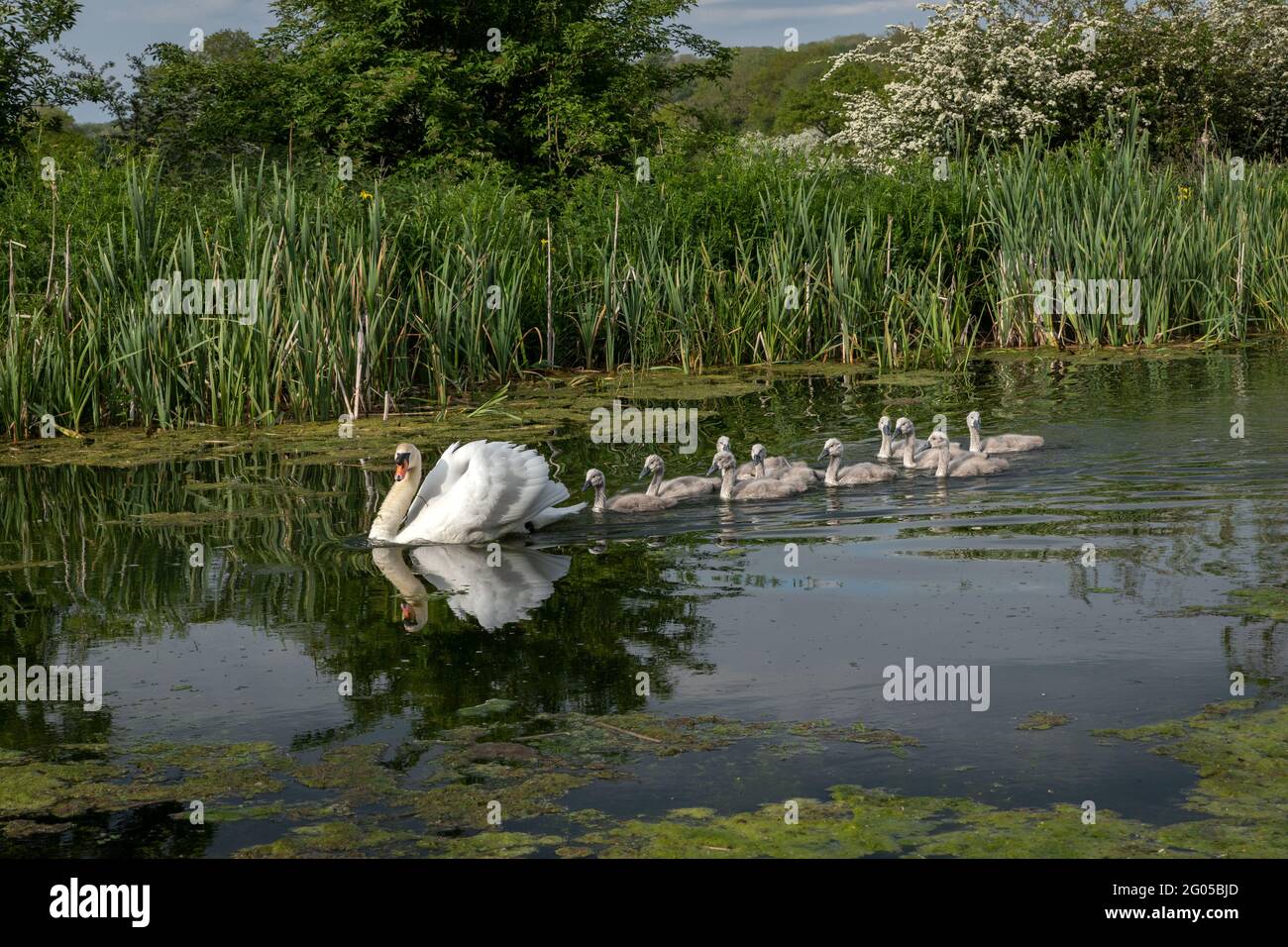 Swan con cygnets Foto Stock