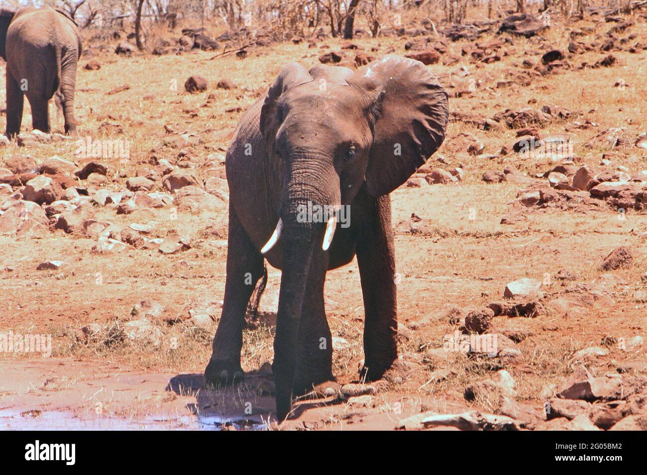 1990 Zimbabwe - Bumi Hills safari Lodge, giovane elefante ca. 1998 Foto Stock