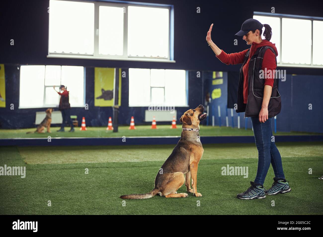 Istruttore femminile di formazione di un canino con un segnale mano Foto Stock