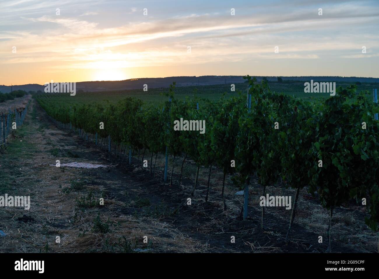 Uva blu matura che cresce in vigna al tramonto, fuoco selettivo. Vigneti uva al tramonto nella vendemmia autunnale. Concetto di vinificazione. Bellissima Foto Stock