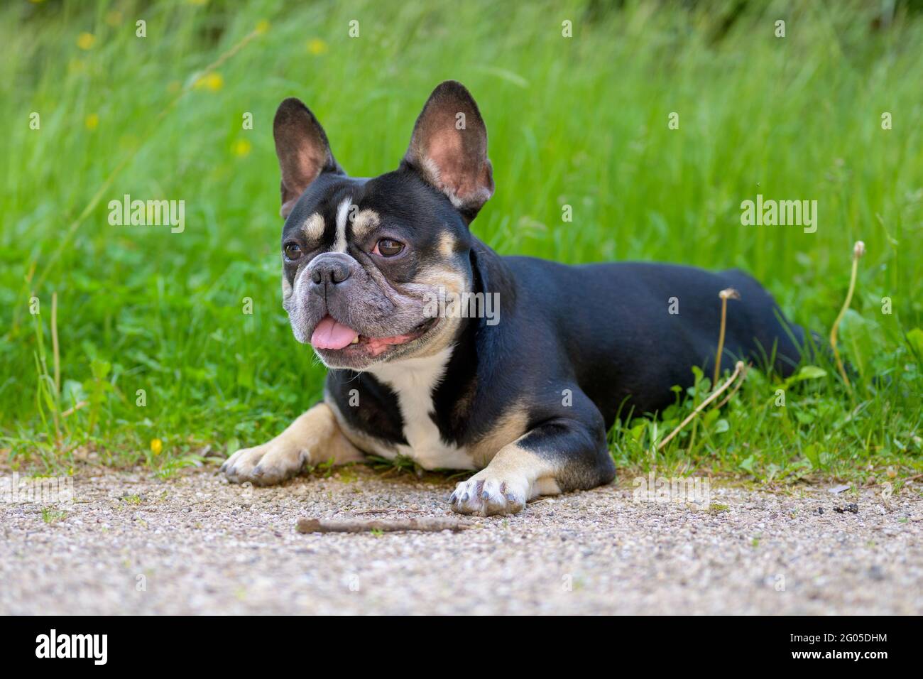 Carino piccolo Boston terrier sdraiato ansing con il suo bastone dopo aver giocato una partita di cattura o fetch in un lussureggiante giardino di primavera verde Foto Stock