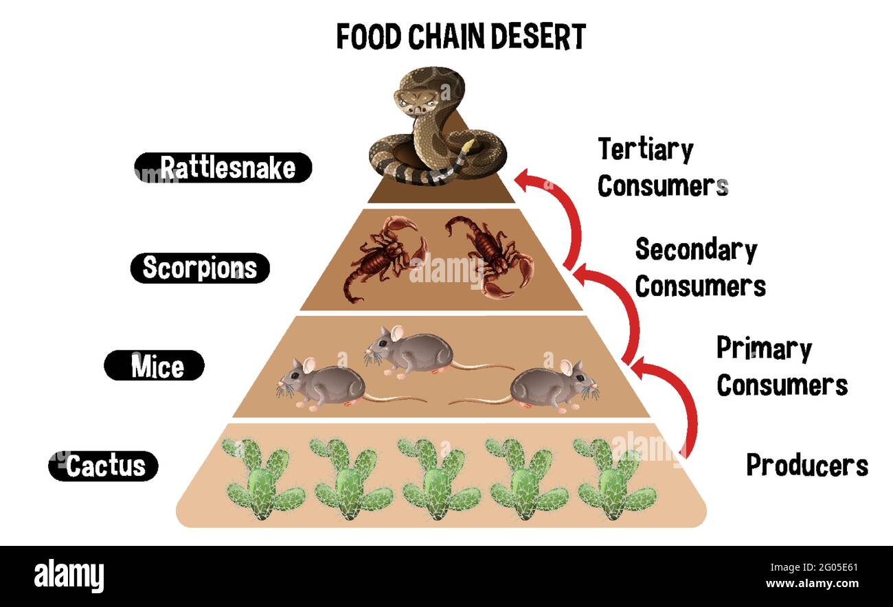 Diagramma che mostra la catena del cibo del deserto per l'illustrazione dell'istruzione Illustrazione Vettoriale