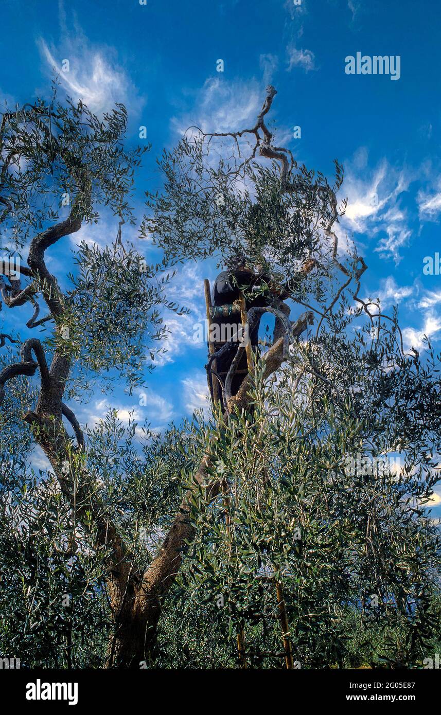 Italia Puglia Salento Olive di raccolta Foto Stock