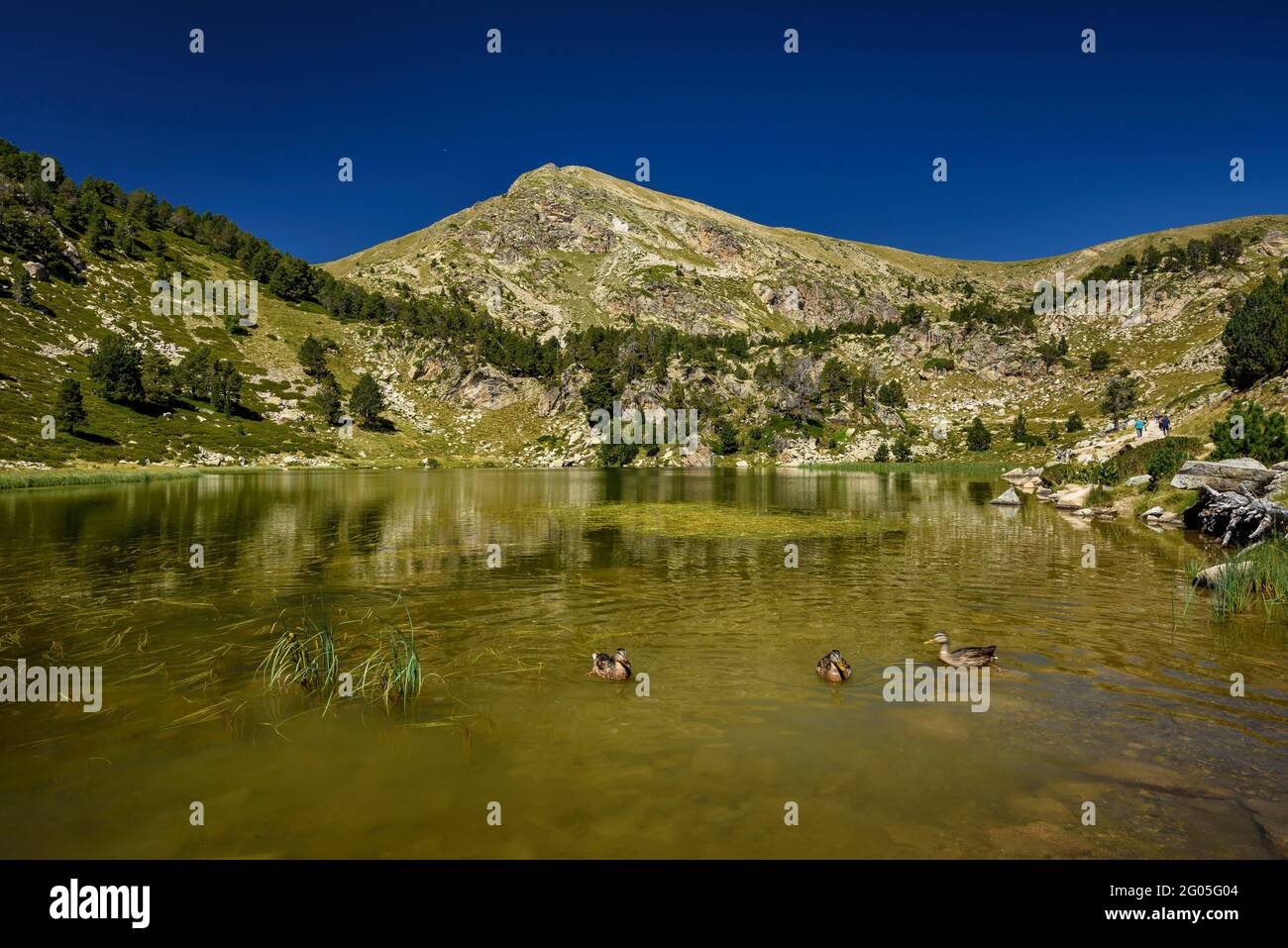 Estany Petit de la Pera lago in estate. Sullo sfondo, la vetta del Pic de Perafita (Cerdanya, Catalogna, Spagna, Pirenei) Foto Stock