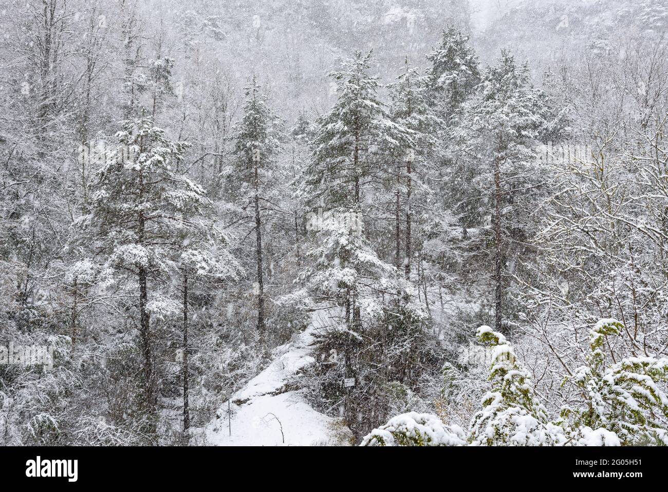 Foresta della valle Bastareny sotto una forte nevicata invernale (Berguedà, Catalogna, Spagna, Pirenei) ESP: Bosque del valle del Bastareny en una nevada Foto Stock