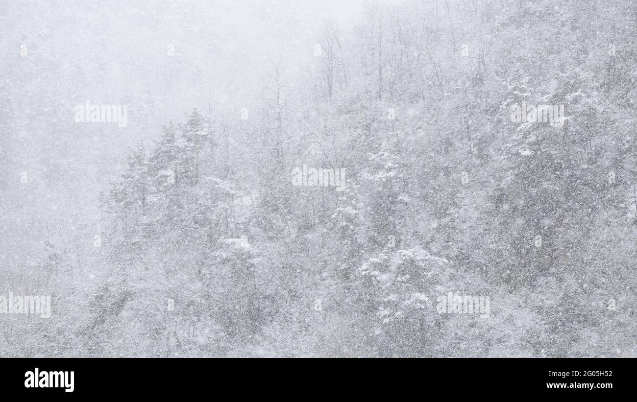 Foresta della valle Bastareny sotto una forte nevicata invernale (Berguedà, Catalogna, Spagna, Pirenei) ESP: Bosque del valle del Bastareny en una nevada Foto Stock