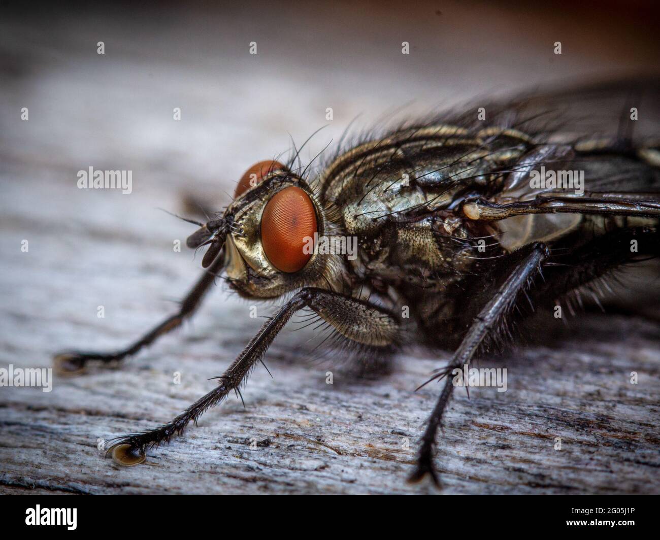 Primo piano sulla testa e l'occhio composto rosso di una caserma pelosa, Musca domestica Foto Stock