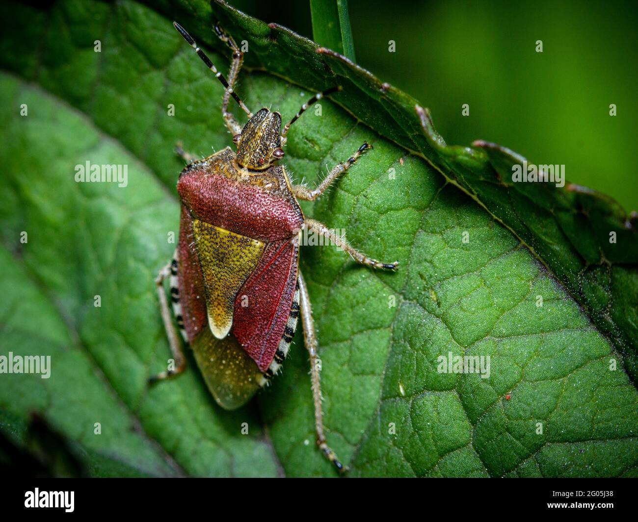 Rosso scudo bug o pugli adulto su una foglia verde in primo piano noto per l'odore fallo che emettono dalle loro ghiandole quando minacciato Foto Stock