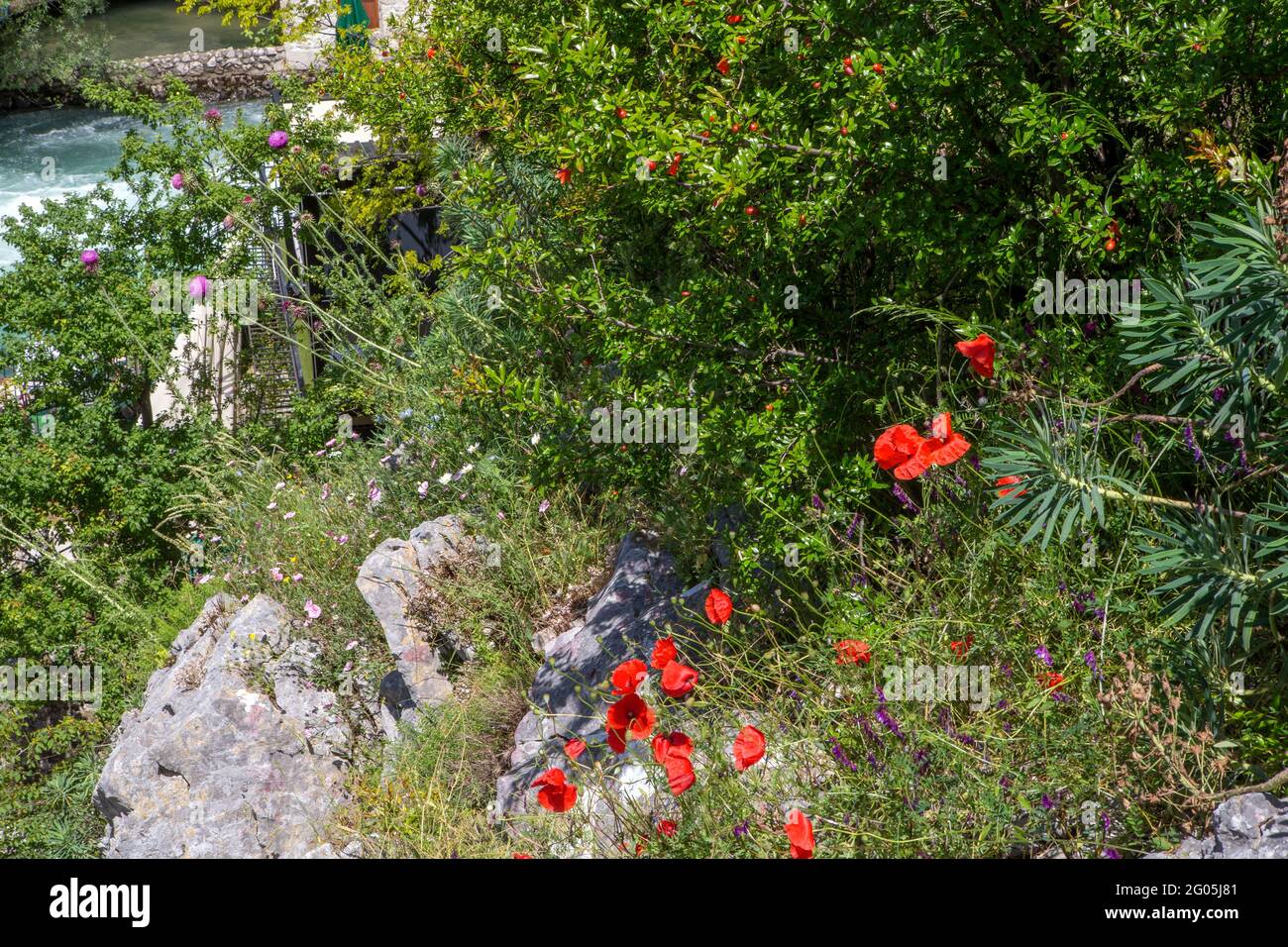Papaveri e altri fiori di prato, Blagaj villaggio vicino Mostar, primavera del fiume Buna, Erzegovina, Bosnia Erzegovina Foto Stock