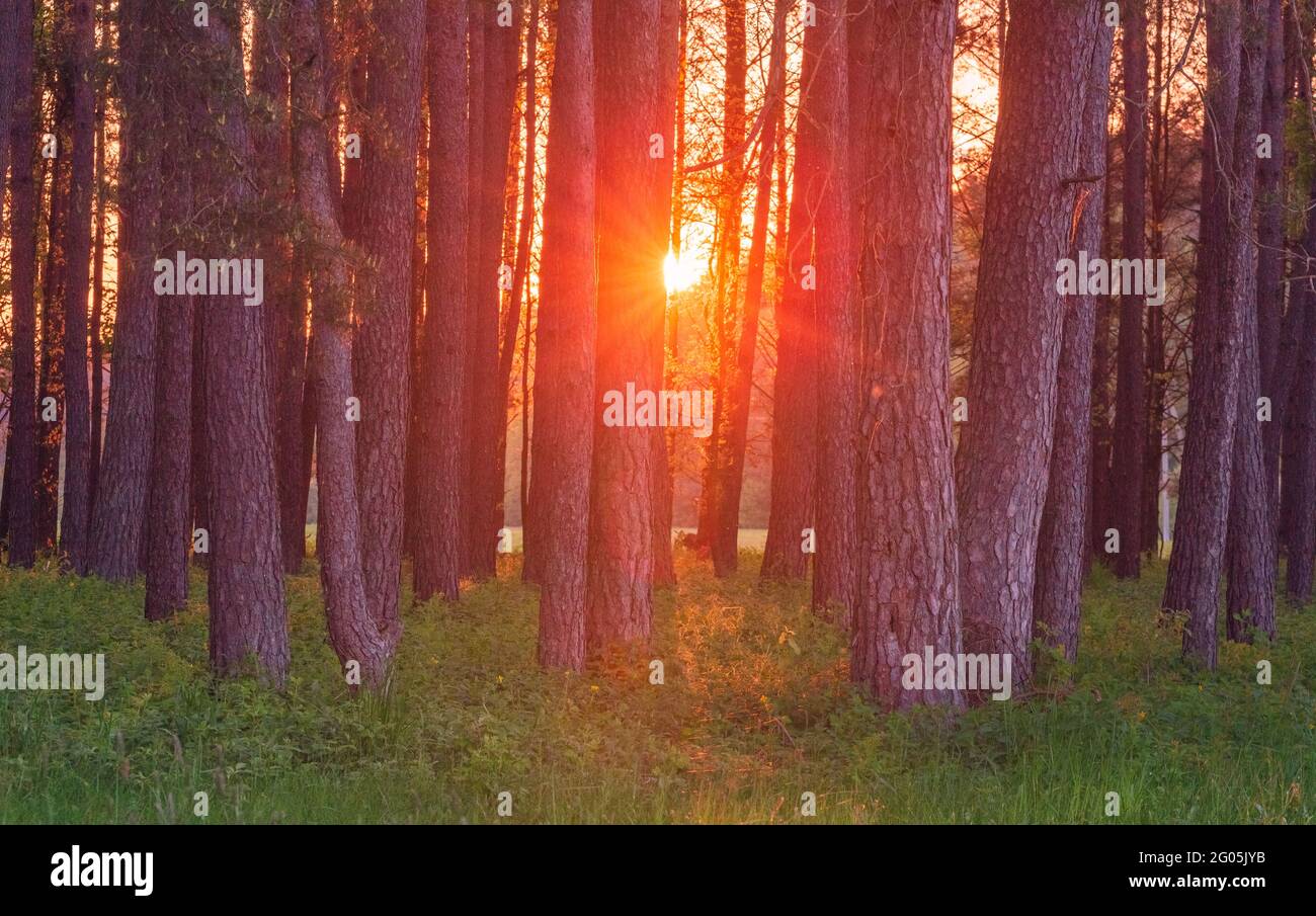 Serata Magica luce rossa nella foresta con raggi di sole. Foto Stock