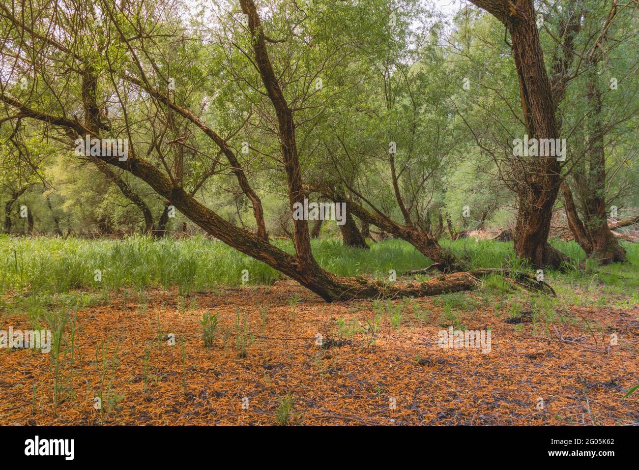 Verde salice albero in foresta Foto Stock