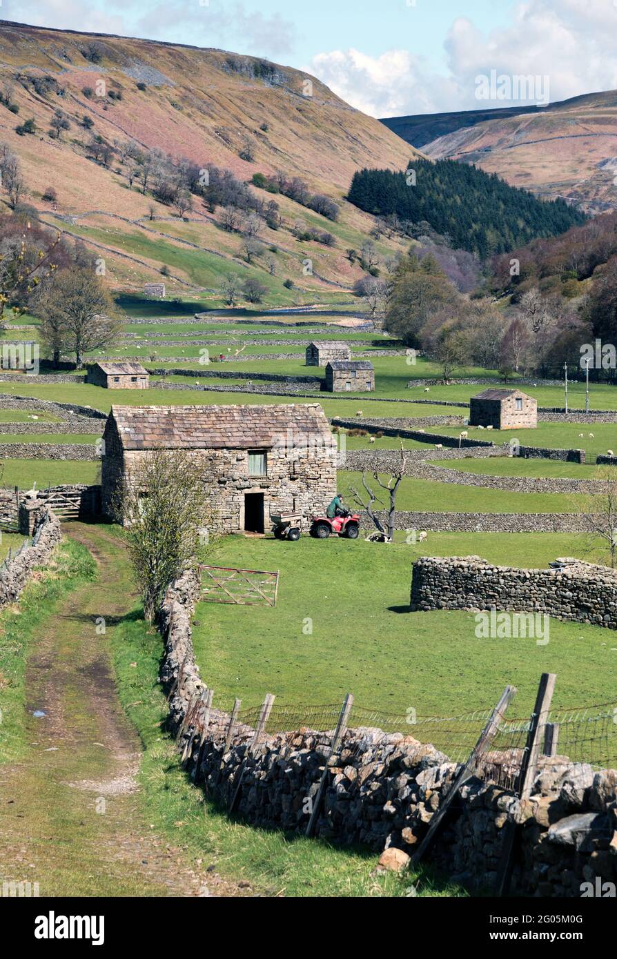 Un contadino sulla sua moto quad, con fienili tradizionali e muri a secco in pietra vicino al villaggio di Muker, Swalledale, Yorkshire Dales National Park, Regno Unito Foto Stock