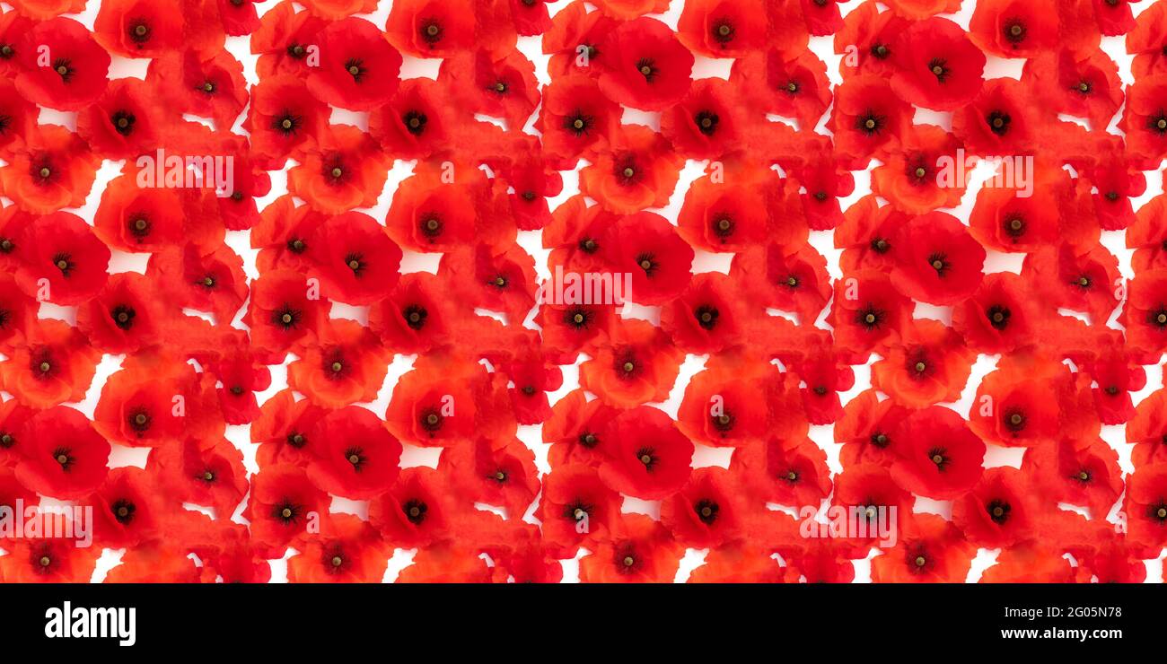 Motivo floreale senza cuciture di molti fiori di papavero rosso disposti, isolati su bianco Foto Stock