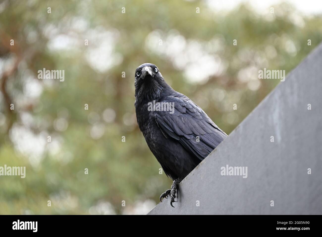 Un piccolo corvo appollaiato in cima a una recinzione temporanea, o accaparrarsi, mentre fissando in primo piano Foto Stock