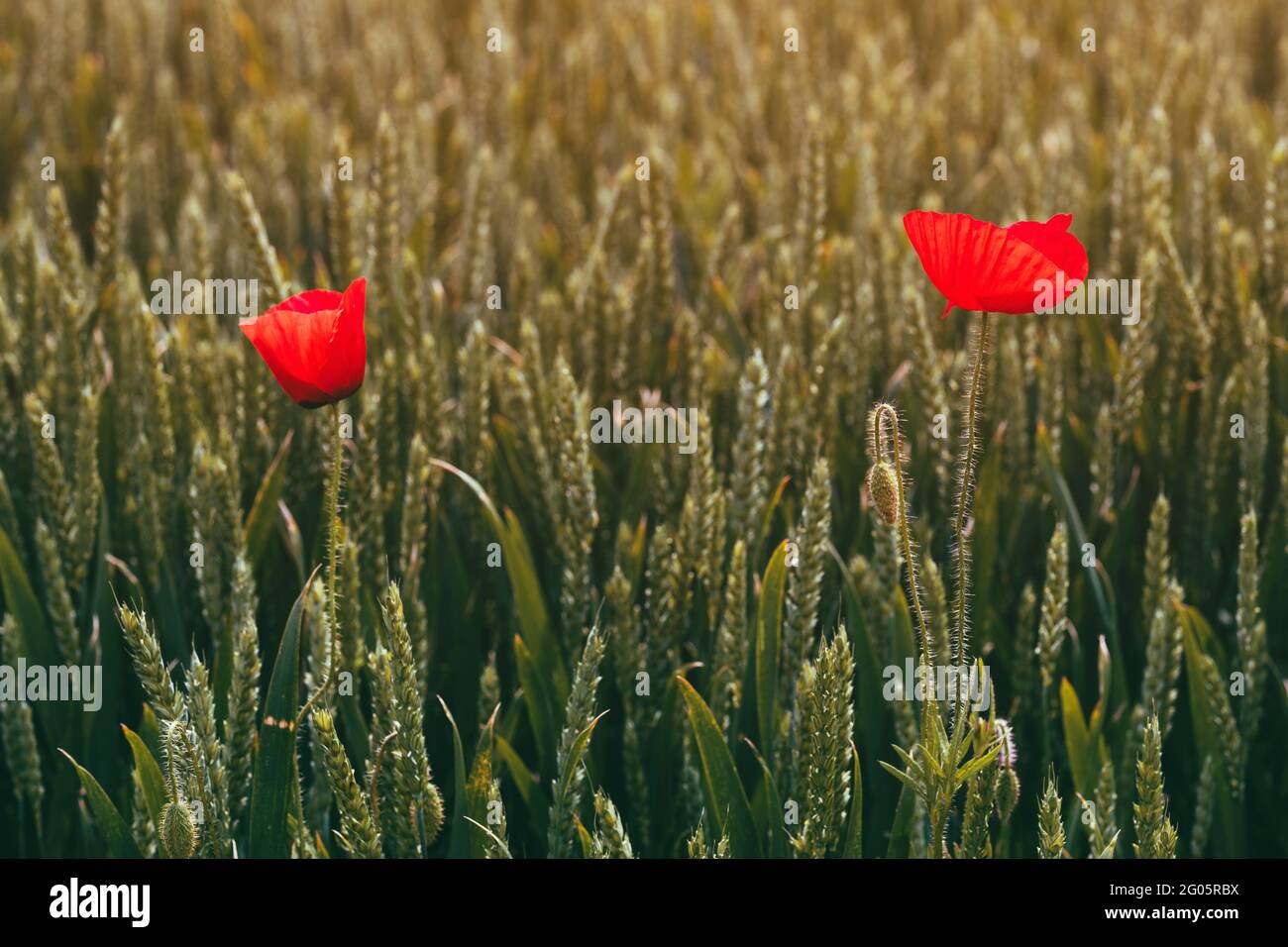 Fiore selvatico di papavero comune in campo di grano, fuoco selettivo Foto Stock