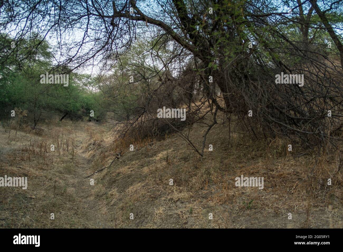 I burroni boschivi lungo il Chambal, come erano stati originariamente. Ora stanno lentamente appiattendo per generare più bene immobile. Foto Stock