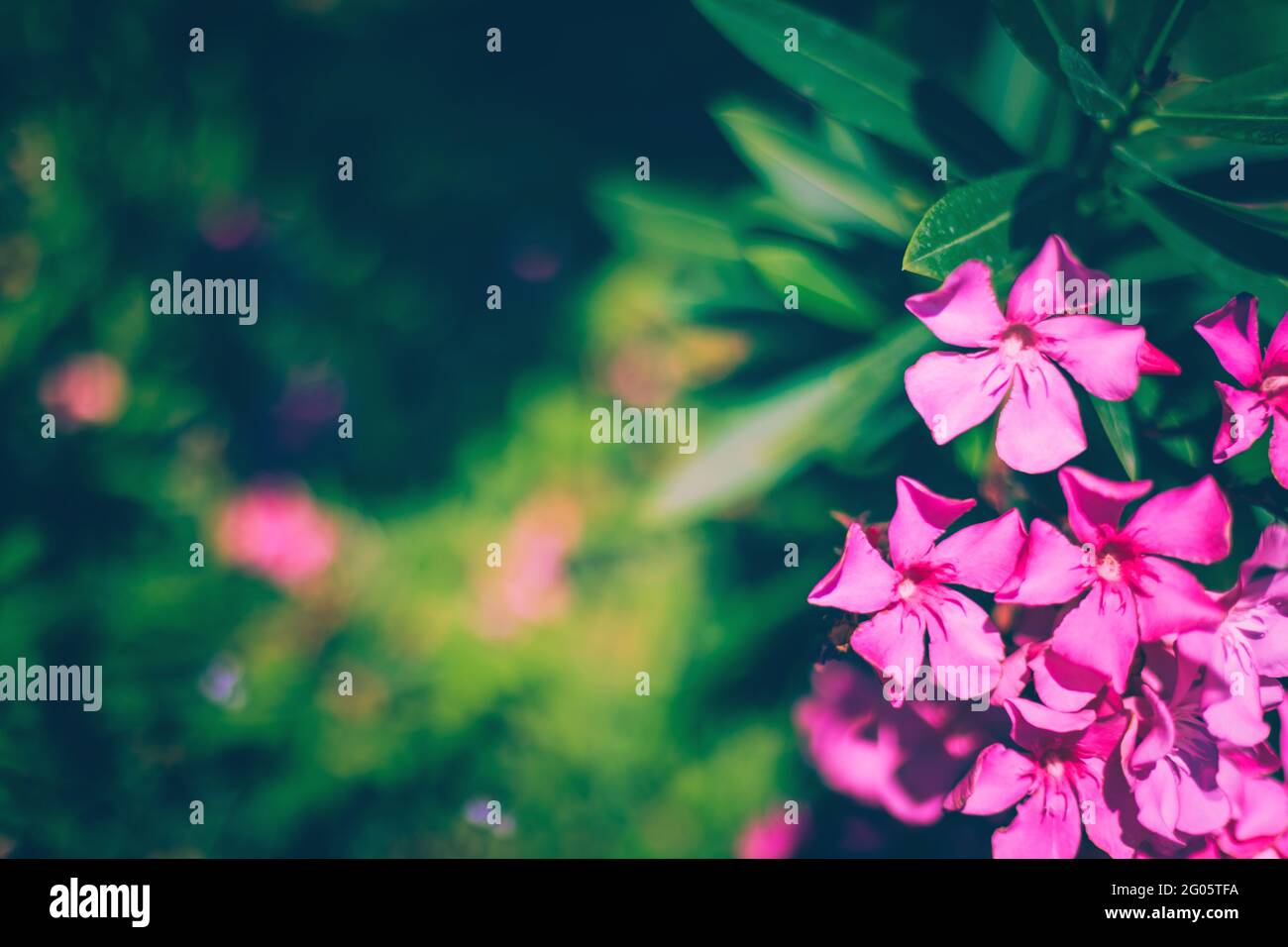 fiori di oleandro rosa con foglie verdi fresche e verdeggianti Foto Stock