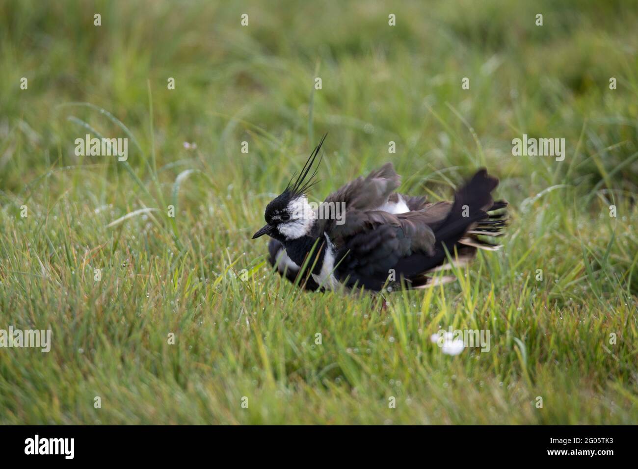 Kiebitz, Vanellus vanellus, lappatura settentrionale Foto Stock