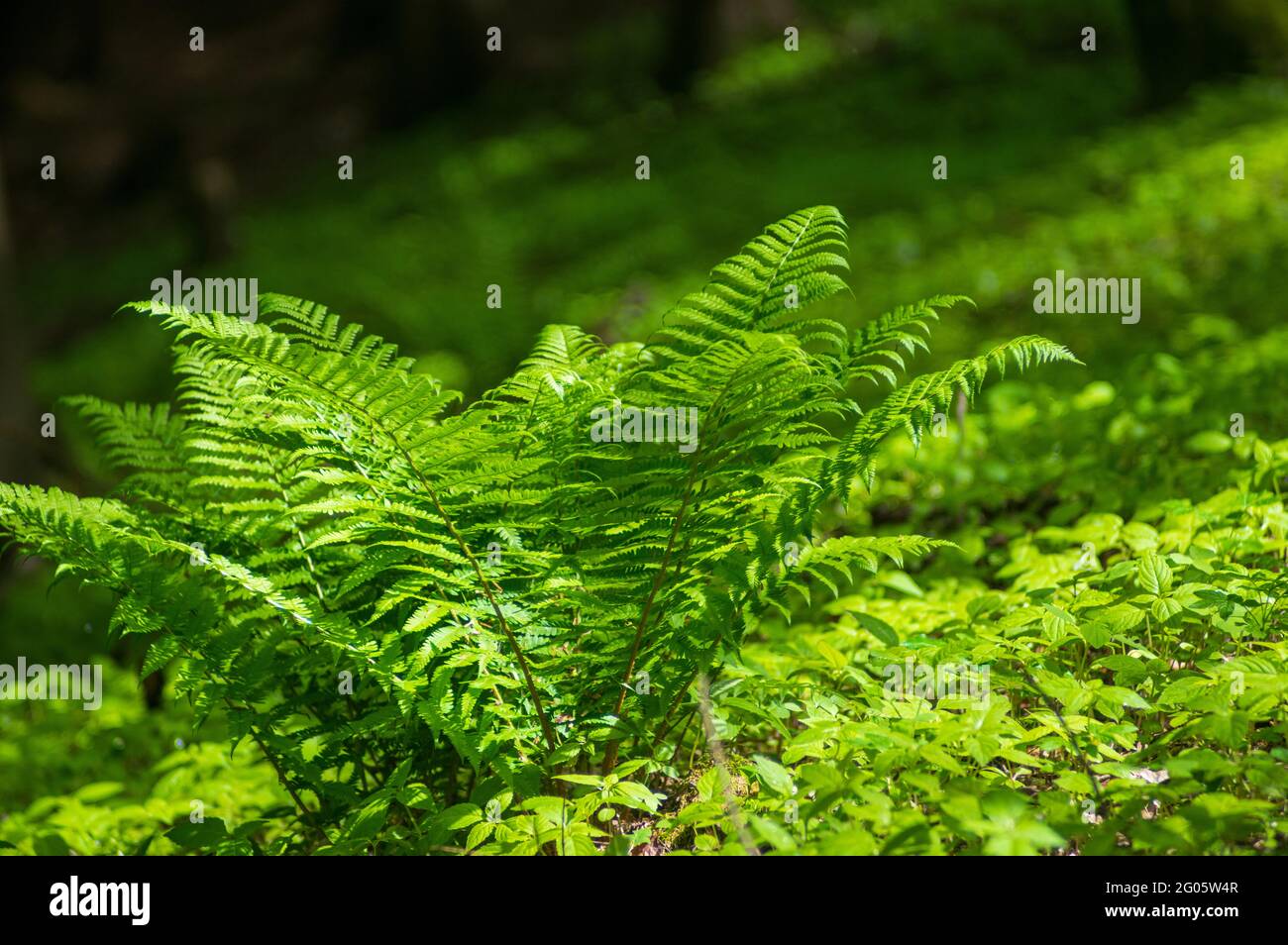 Vista ad angolo basso di Dryopteris affinis felce illuminata dalla luce del sole in una foresta ombreggiata Foto Stock