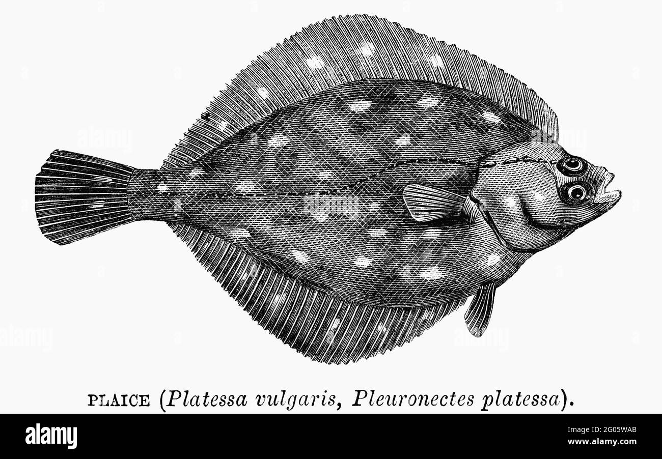 Un'immagine di illustrazione di un pesce vintage inciso di una passera, da un libro vittoriano datato 1883 che non è più in copyright Foto Stock