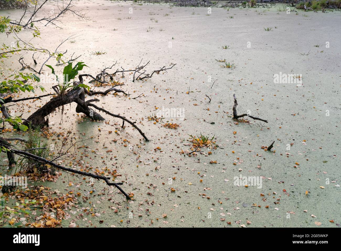 Palude con rami di albero e palude. Duckweed stagno. Bendoned stagno. Concetto di ecologia. Foto Stock