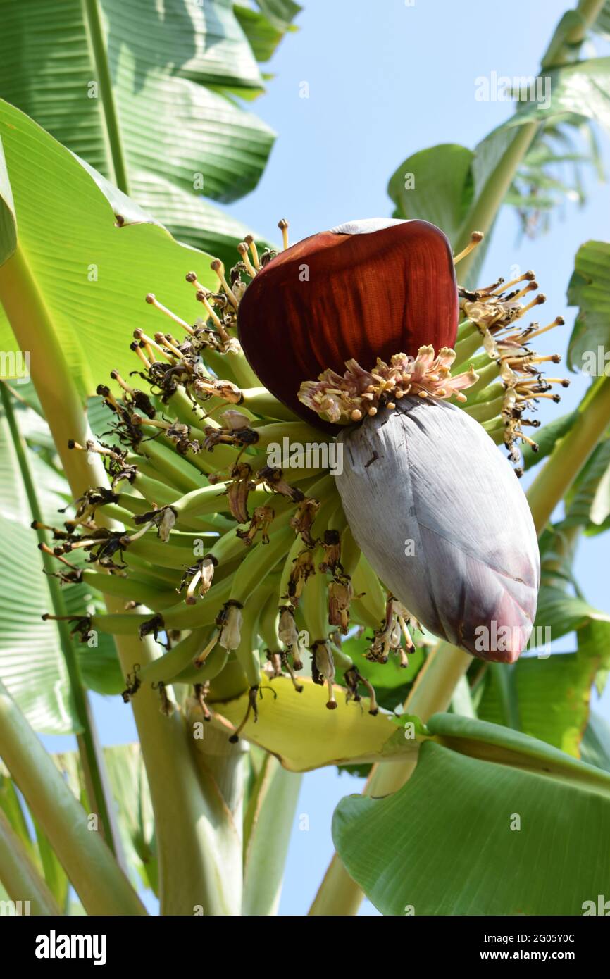 Frutti fioriti di un albero di banana nella stagione estiva Foto Stock