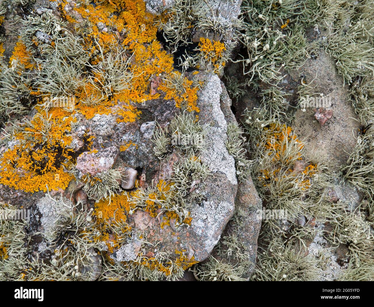 Lichene crotale giallo (xantoria parietina) e lichene di muschio di barba (usnea) che crescono sulla roccia nello Shetland meridionale, Regno Unito Foto Stock