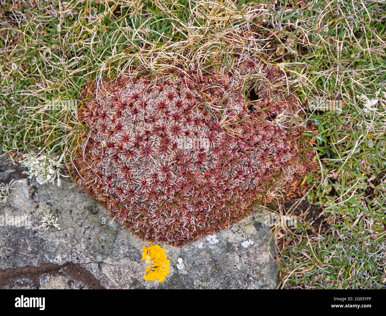 Piante selvatiche di tipo alpino e prosperose che crescono contro rocce sulla Ness di Burgi nel sud Shetland, Regno Unito - prese in primavera. Foto Stock