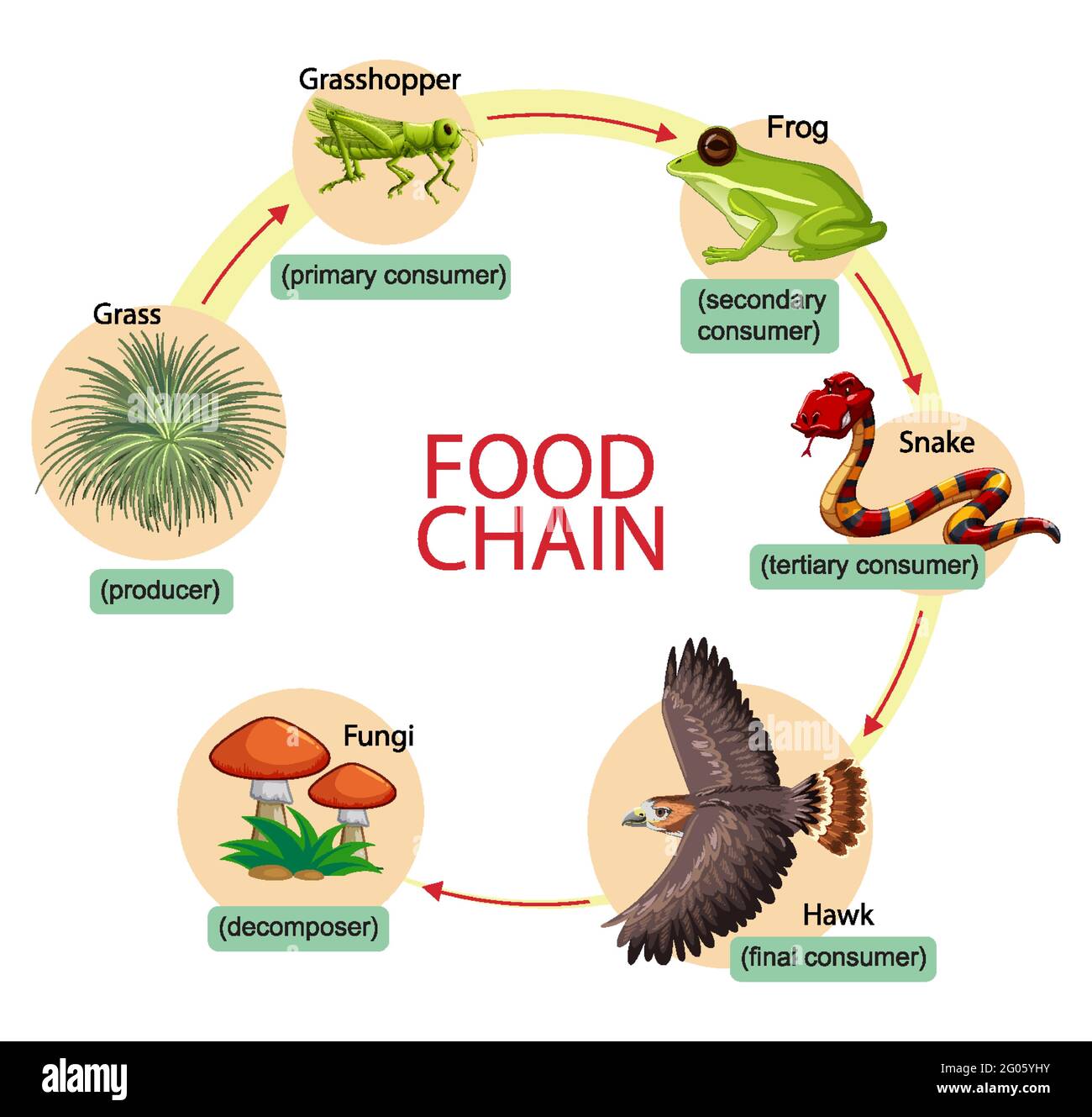 Diagramma che mostra l'illustrazione della catena alimentare Illustrazione Vettoriale