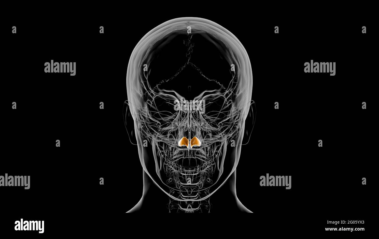 Rappresentazione 3D dell'anatomia della cartilagine dell'allar dello scheletro umano Foto Stock